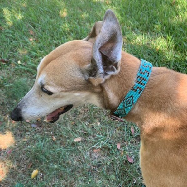 Picture of custom beaded dog collar  - medium