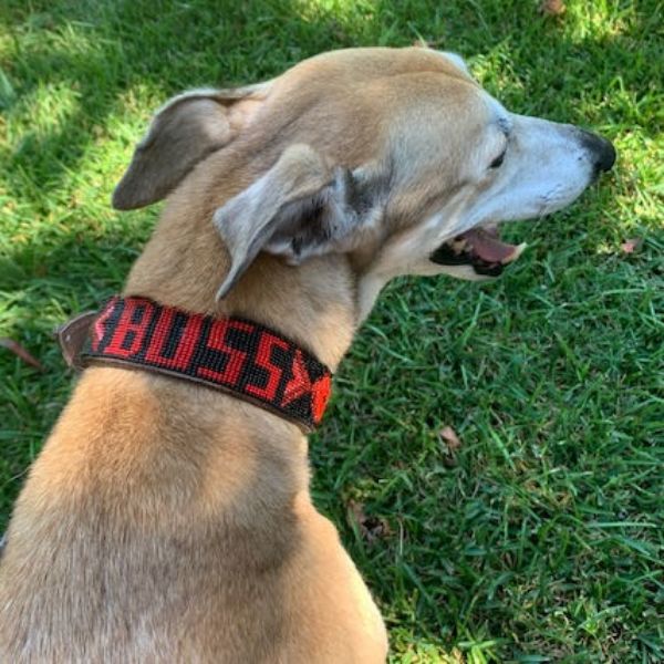 Picture of custom beaded dog collar - large