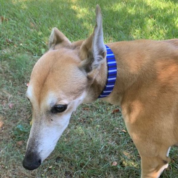 Picture of custom nylon dog collar - medium