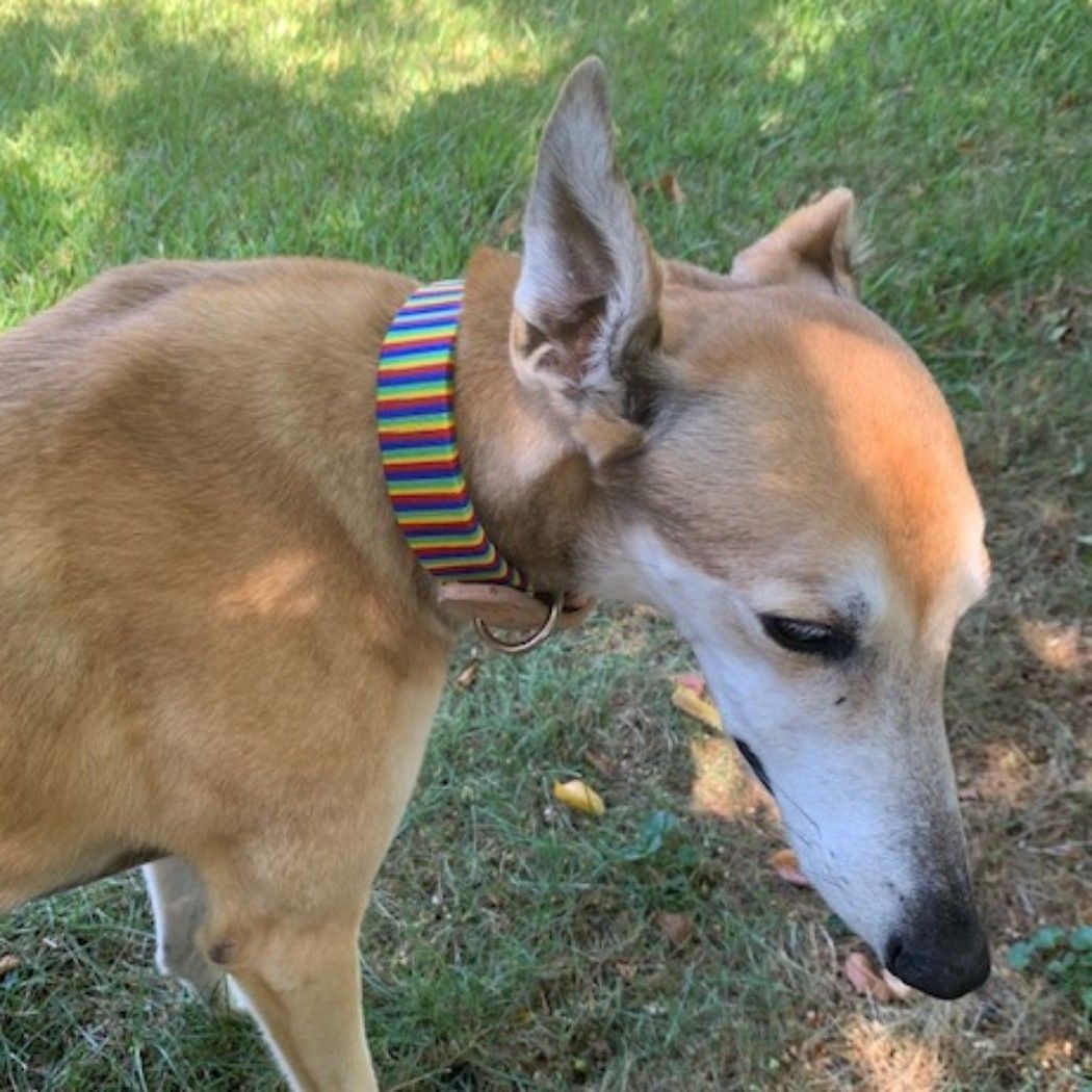 Picture of custom nylon dog collar - large