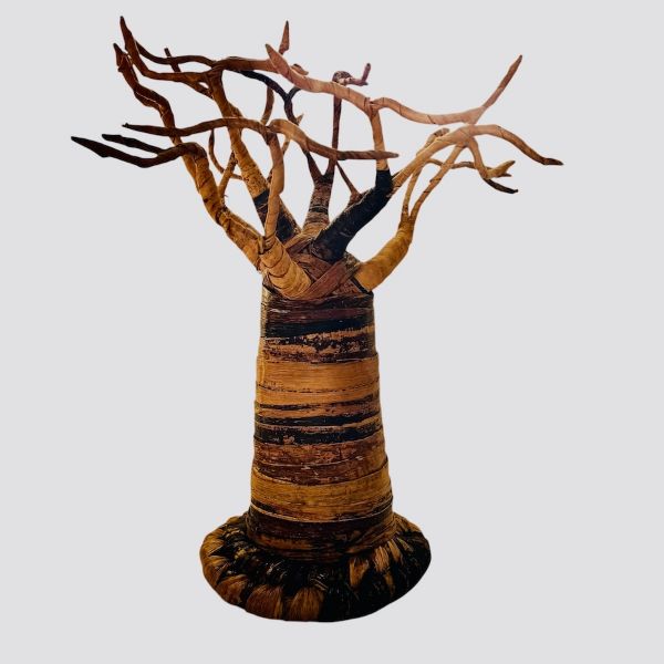 Picture of baobab tree display