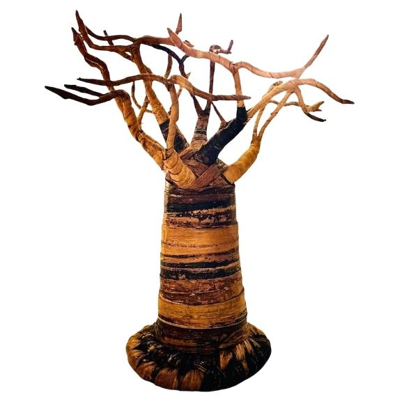 Picture of Baobab Tree Display