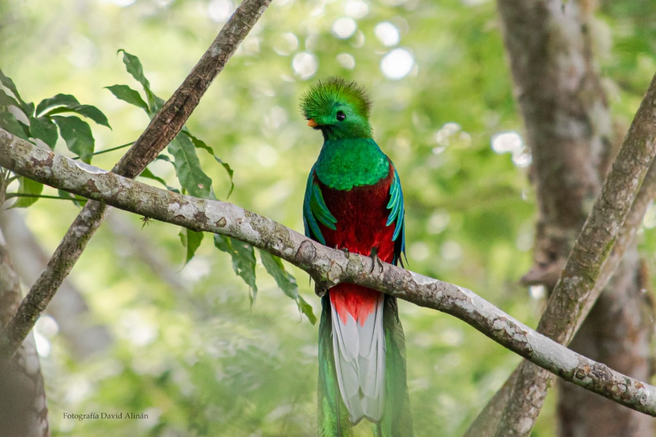 quetzal