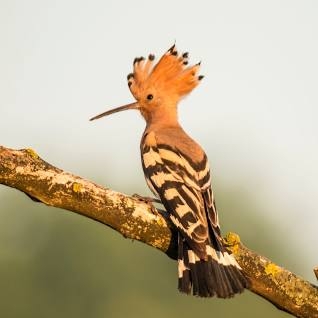 hoopoe